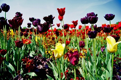 Море цветов для ваших женщин на floraexpress.ru Море цветов для ваших женщин на floraexpress.ru