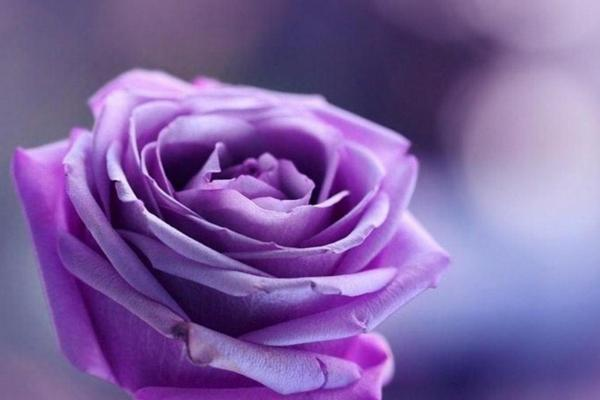 Сиреневая роза на фиолетовом фоне с бликами