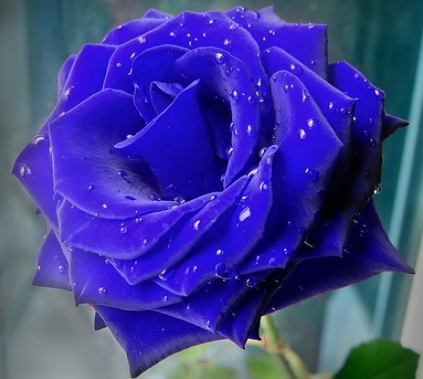 что означает синий цвет розы
