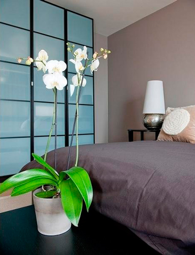 Орхидея украсит не только спальню, но и кухню, и даже ванную