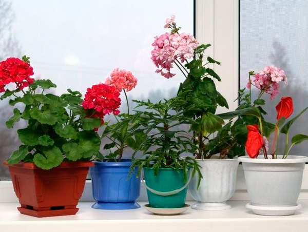 Растения способны оказывать влияние на человека и домашнюю атмосферу
