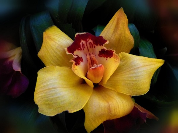 Золотая орхидея – настоящая драгоценность